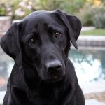 La alimentación del Labrador Retriever