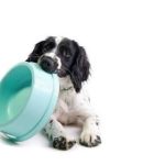 Restricción de proteínas en perros