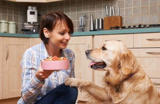Alimento para perros barato: Lifelong de Internet