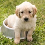 Alimentar a un cachorro de Golder ReteriverT