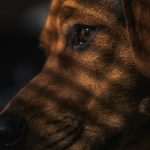 Calcio y fósforo en perros