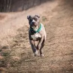 Piensos para un American Stanfordshire Terrier