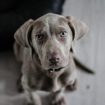 Rotación en la alimentación de las mascotas