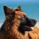 ¿Tiene cura el cáncer de huesos en perros?