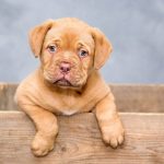 Remedios naturales para la ansiedad del perro
