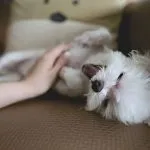 10 razones por las que el perro es tu mejor amigo