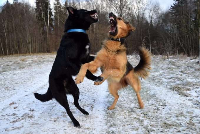 perros agresivos peleando