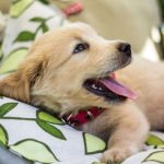 Cachorro de Golden Retriever