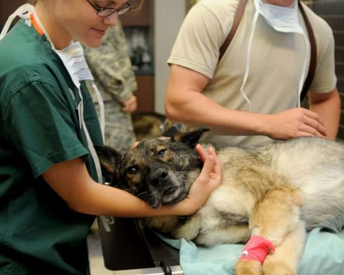 Perro en el veterinario- artritis canina