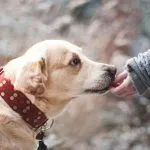 Adiestramiento canino