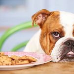 Alimentos prohibidos para perros