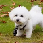 Bichón Maltés