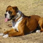 Razas perro niños
