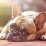 enfermedades caninas habituales