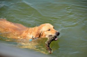 Golden retriever agua