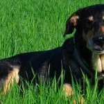 Por qué los perros comen hierba