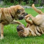 Cuando dos perros juegan utilizan gran cantidad de señales de calma