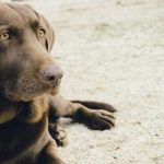 Anemia en perros