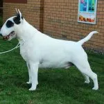 bull terrier blanco con parche