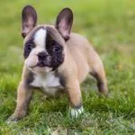 Bulldog Francés