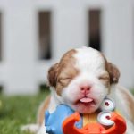 Cachorro recién nacido