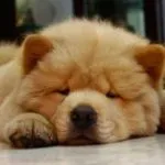 Cachorro de Chow Chow