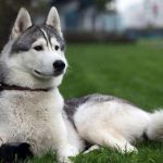 razas perros antiguas