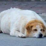 Obesidad en perros