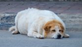 Obesidad en perros