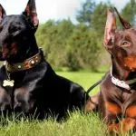 Razas de perros más inteligentes