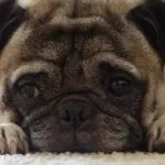 Pug