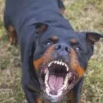 rabia en perros