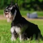 razas de perros más vendidas