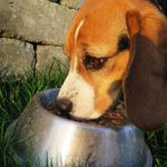 comida casera para perros
