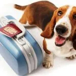 Dónde dejar el perro, cuando no puedes hacerte cargo