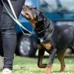 educador canino