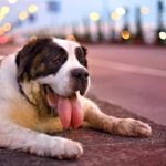 Golpe de calor en perros