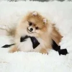 lulu-pomerania