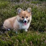 Welsh Corgi