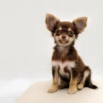 como cuidar a un Chihuahua