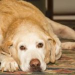 artritis canina