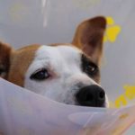cáncer de mama en perros