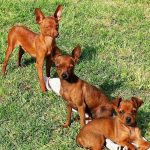 pinscher-mini