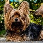 los mejores Terriers de compañía