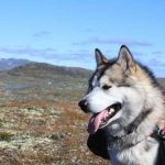 cuidados perros potencialmente peligrosos
