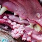 Papiloma Canino en perros