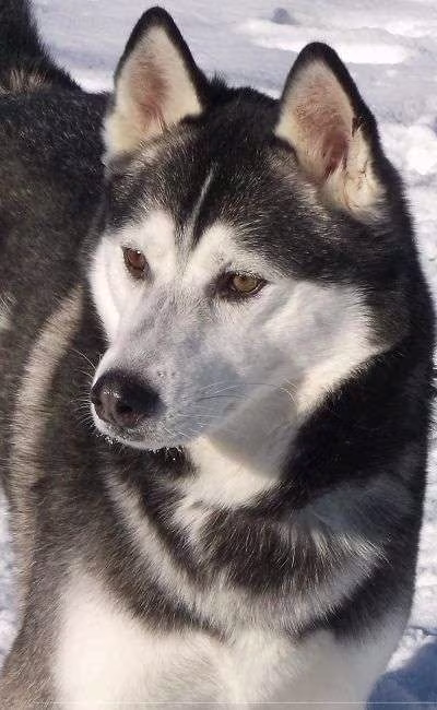 Husky de Alaska, perro de tiro