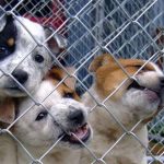 abandonar un perro delito