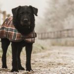 Temperatura ideal en el perro