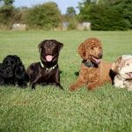 tipos de pelo en el perro